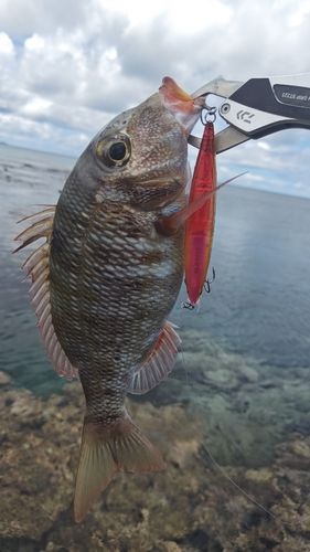 イソフエフキの釣果
