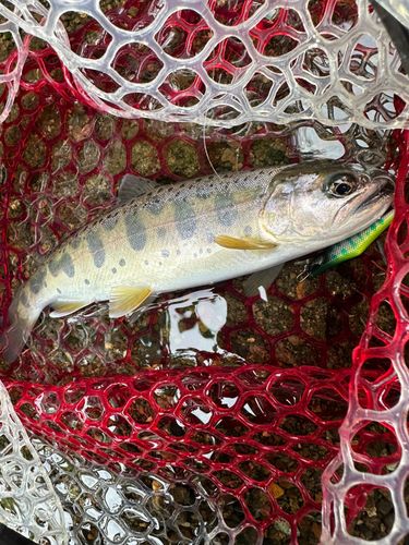 ヤマメの釣果