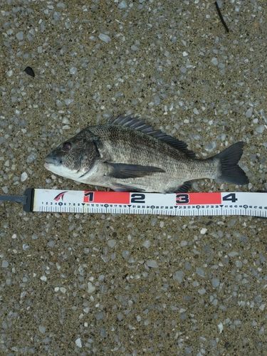 チヌの釣果