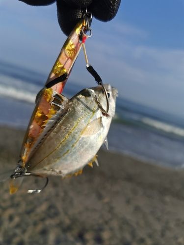 ヒイラギの釣果
