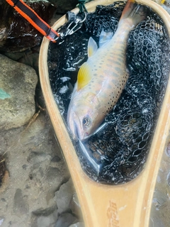 ヤマメの釣果