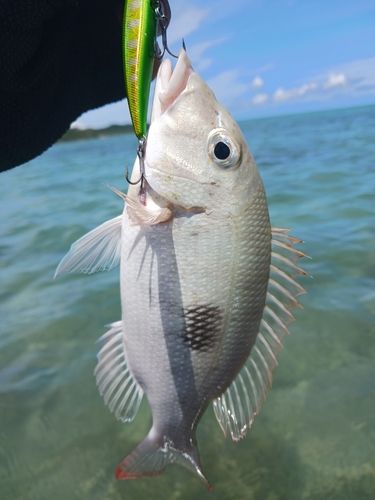 マトフエフキの釣果