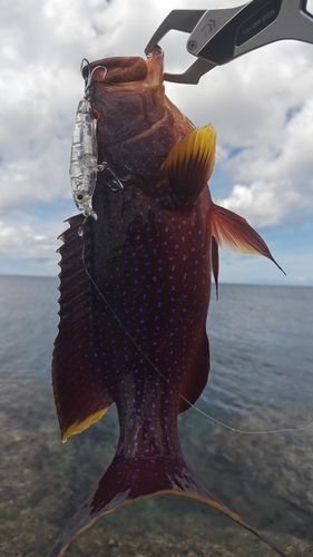 バラハタの釣果