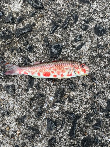 ヒメジの釣果