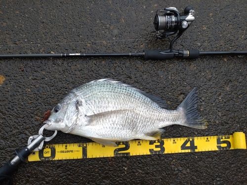 キビレの釣果