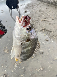 キビレの釣果