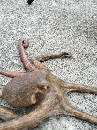 マダコの釣果