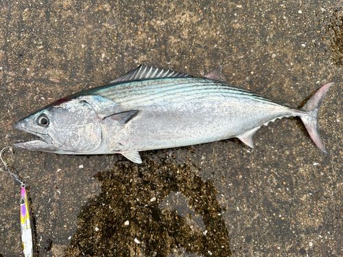 ハガツオの釣果