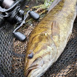 スモールマウスバス