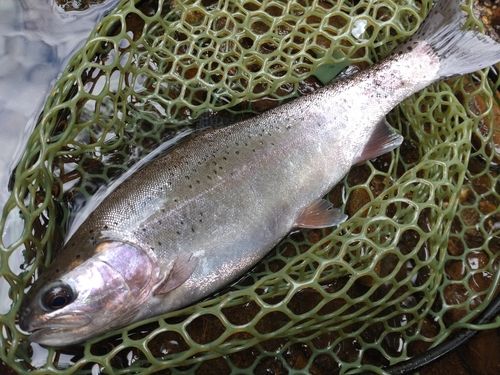 ニジマスの釣果