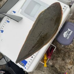 クロウシノシタ