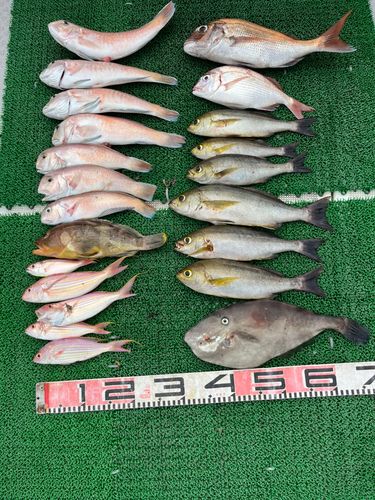 シロアマダイの釣果