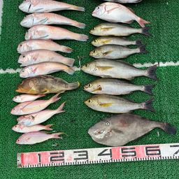 シロアマダイ