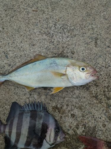 ショゴの釣果