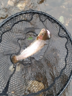 ニジマスの釣果