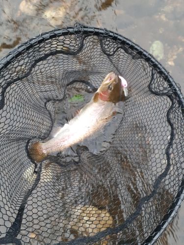 ニジマスの釣果