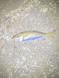 マアジの釣果