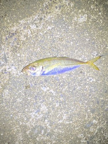 マアジの釣果