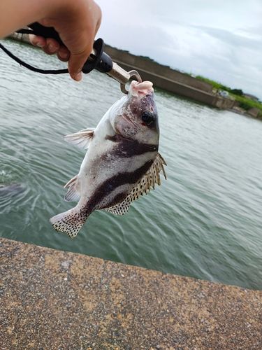 コショウダイの釣果