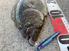 ヒラメの釣果
