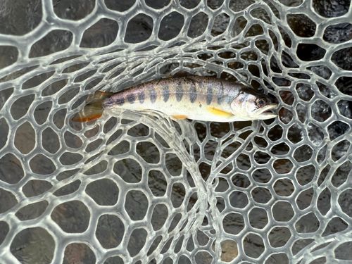 アマゴの釣果
