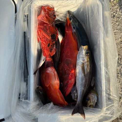 アカハタの釣果