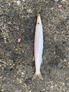 アカカマスの釣果