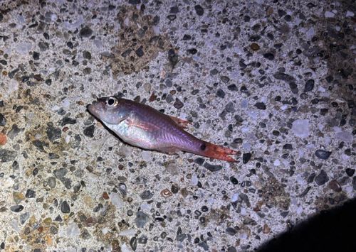 ネンブツダイの釣果