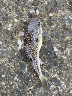 クサフグの釣果