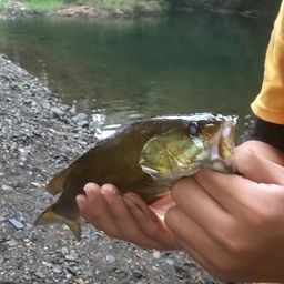 スモールマウスバス