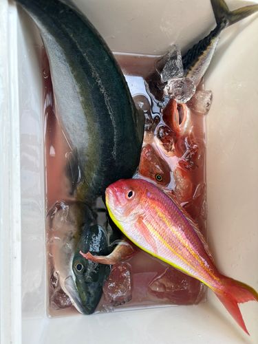 ワラサの釣果