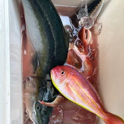 ワラサ