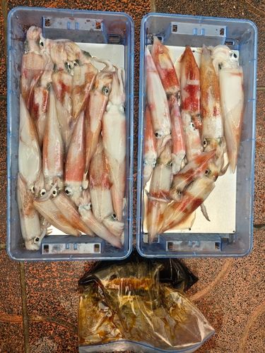 ケンサキイカの釣果