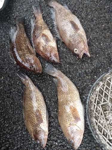 オオモンハタの釣果