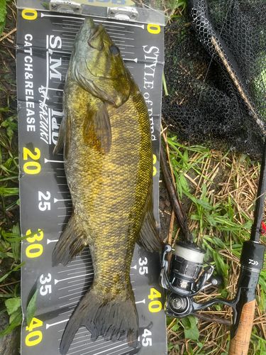 スモールマウスバスの釣果