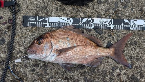 マダイの釣果