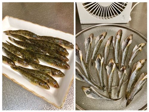 ハゼの釣果