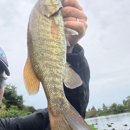 スモールマウスバス