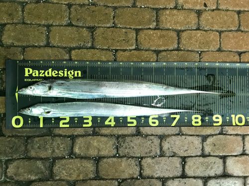 タチウオの釣果