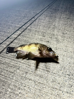 メバルの釣果