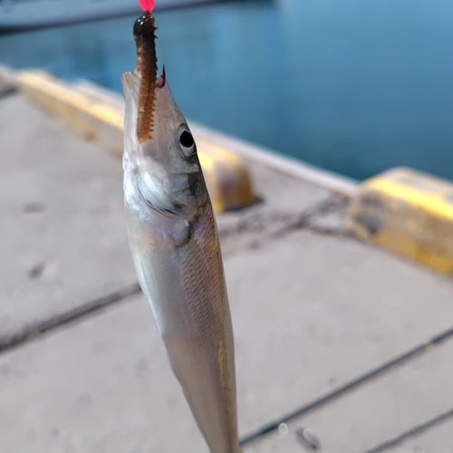 キスの釣果