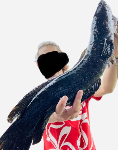 ライギョの釣果