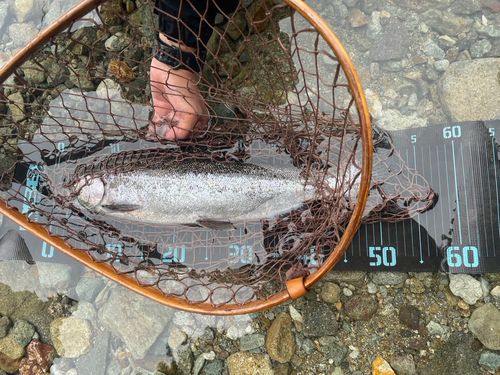 ニジマスの釣果