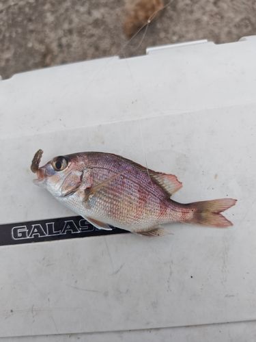 チャリコの釣果