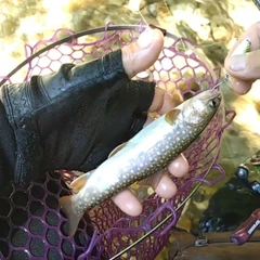 イワナの釣果