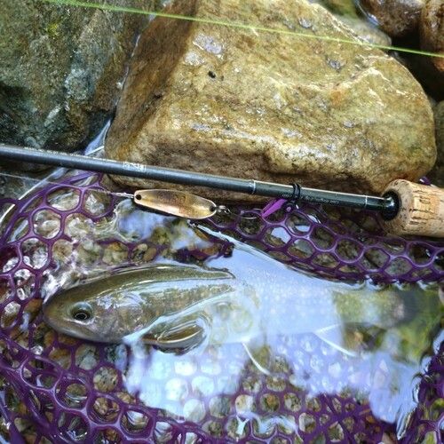 イワナの釣果