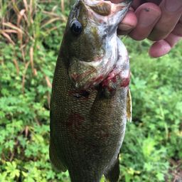 スモールマウスバス