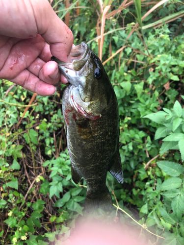スモールマウスバスの釣果