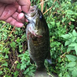 スモールマウスバス