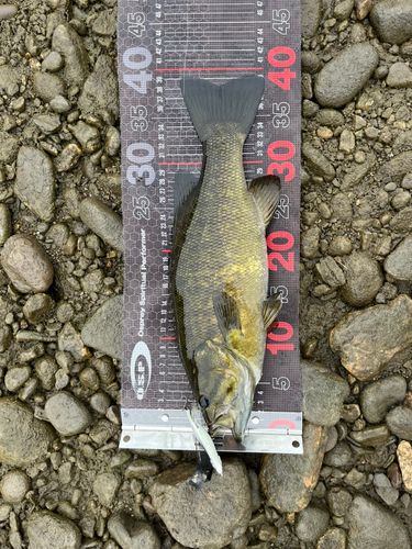 スモールマウスバスの釣果